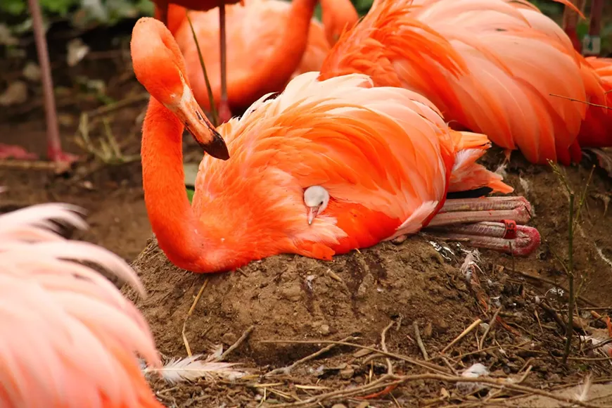 flamingo_chick_.webp