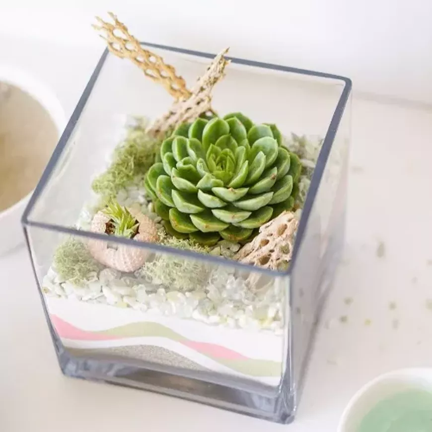 sand-succulent-terrarium.webp