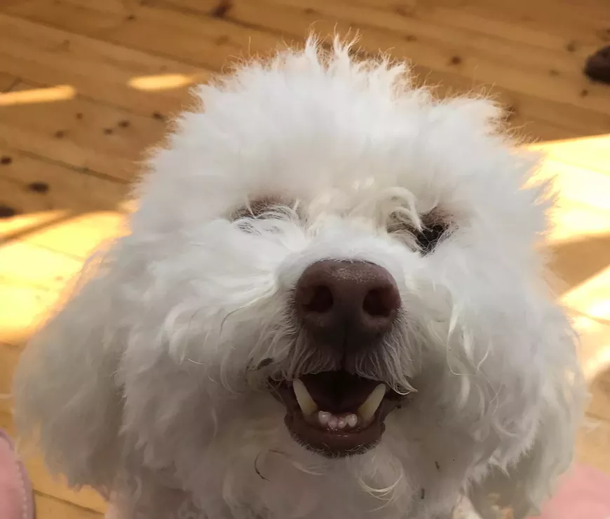 Buddy