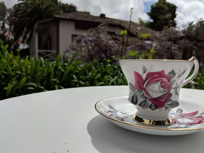 teacup_sm.webp