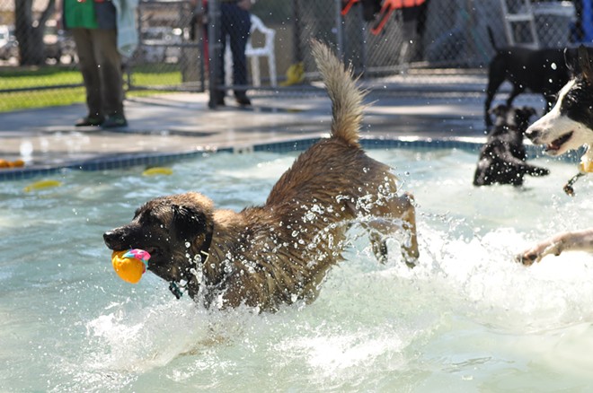 Dogs swim at Templeton Community Pool at annual Dog Splash Days event
