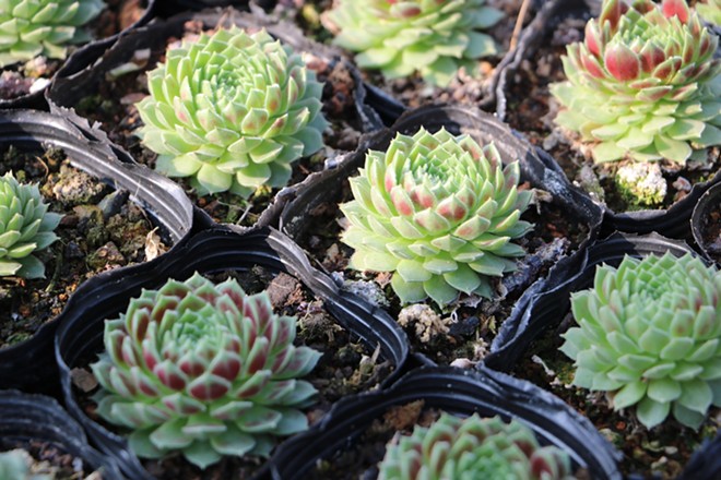 Unique and hardy succulents for your drought tolerant garden!