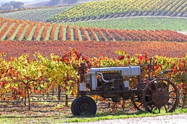 tractor-in-vineyardn.jpg