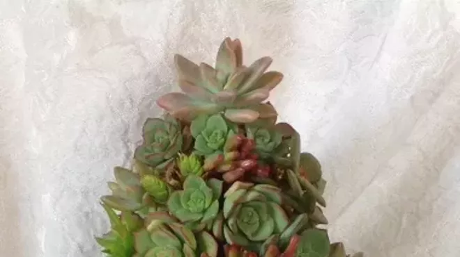 Image: Succulent Workshop: Choose Your Project
