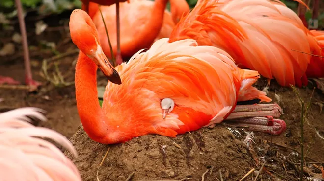 Image: Spring Festival at the Charles Paddock Zoo