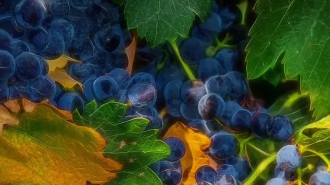 Image: Fall, Flora, and Favorites