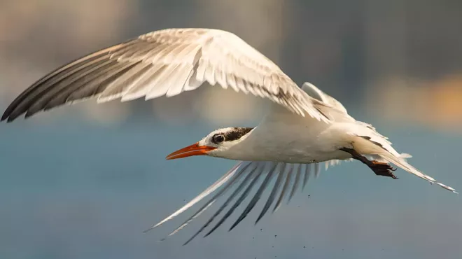 Image: Call for Artists: For the Birds 2019