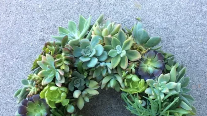 Image: Succulents Choose Your Project