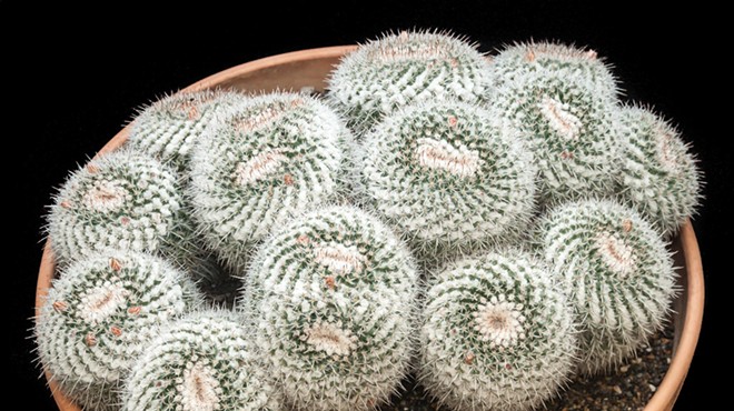 Central Coast Cactus and Succulent Society Show and Sale