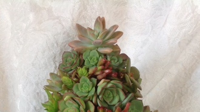 Succulent Wreath or Holiday Tree