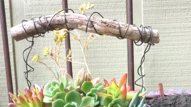 Image: Hypertufa and Succulent Basket
