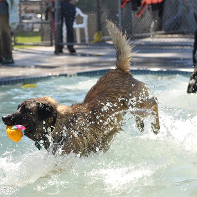 Dogs swim at Templeton Community Pool at annual Dog Splash Days event