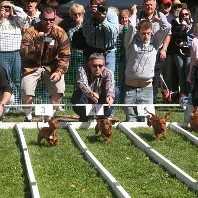 2019 Wiener Dog and Small Dog Races