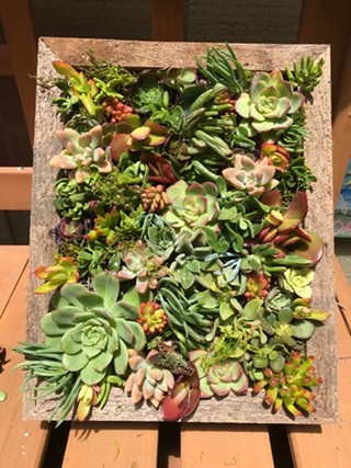 Succulents Workshop