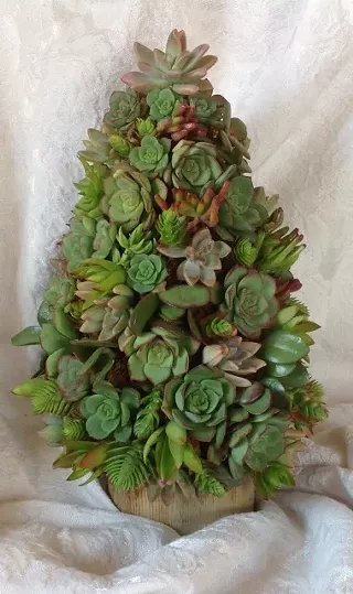 Image: Succulent Workshop: Choose Your Project