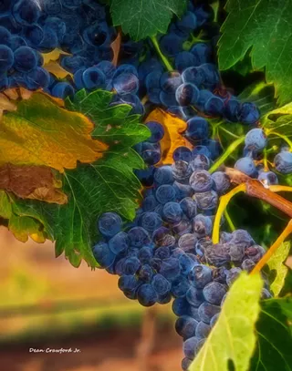 Image: Fall, Flora, and Favorites