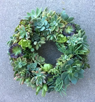 Image: Succulents Choose Your Project