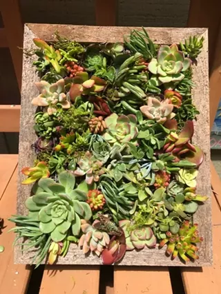 Image: Succulent Workshop