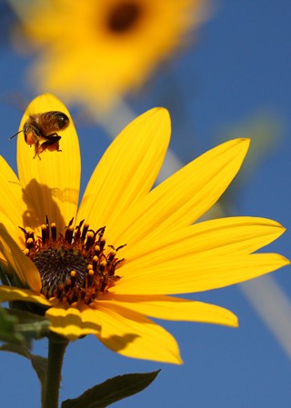 SLO Green Drinks: The Thing About Bees