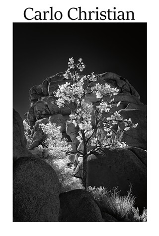 Opening Reception for Fine Art Infrared Photography by Carlo Christian