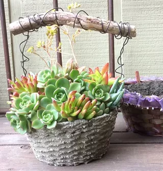 Image: Hypertufa and Succulent Basket