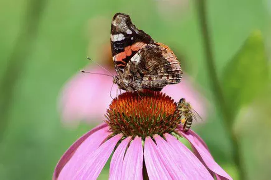 Garden pollinators
