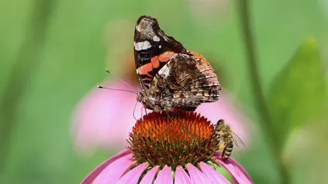 Image: Attracting Pollinators to your garden