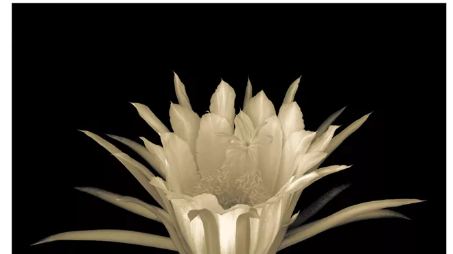 Image: Call for Artists: Chasing Light