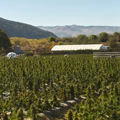 Image: Cannabis tax revenue hits $6.7 million in Santa Barbara County for 2019-20