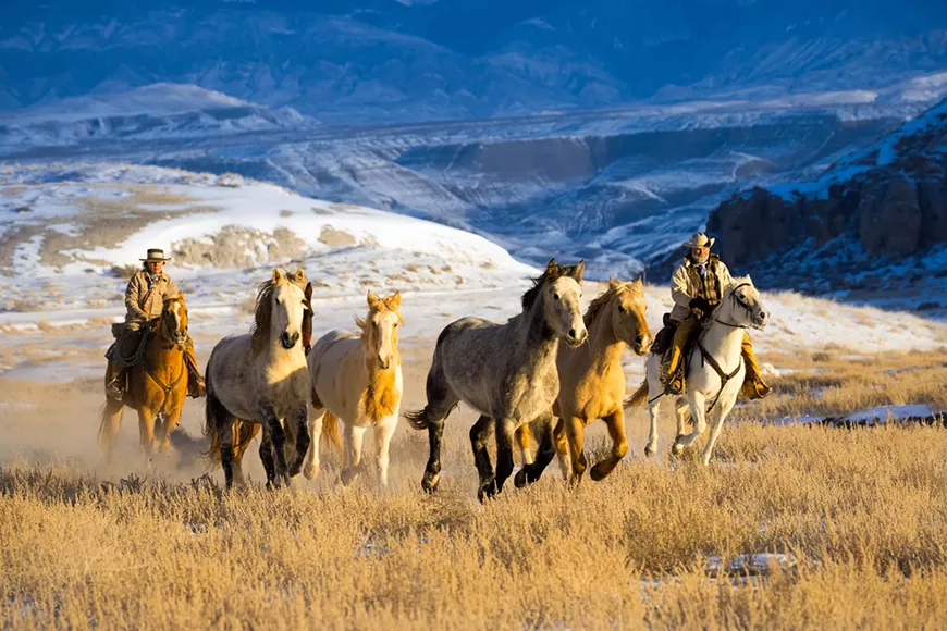 Wrangling horses in the Bighorn Mountains.