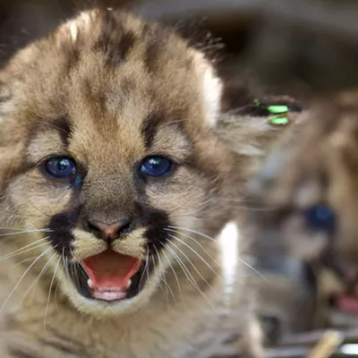 Image: Central Coast mountain lions receive protections as endangered species candidates