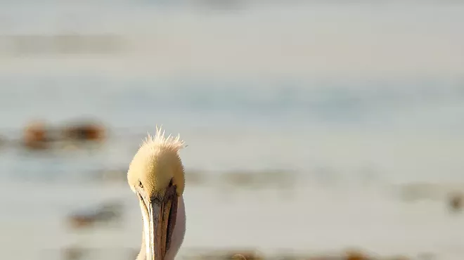 Image: Feathers in Flight: A Group Photography Show