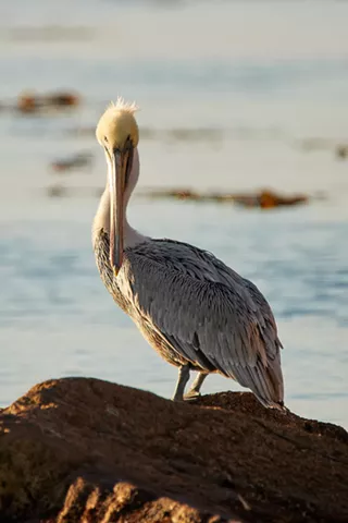 Image: Feathers in Flight: A Group Photography Show