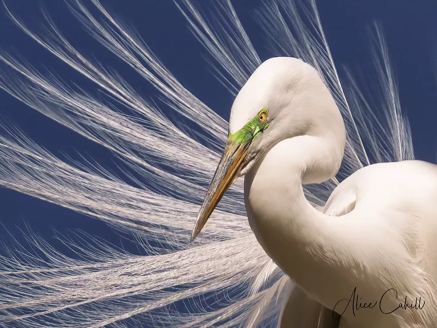 Fine Art Photography by Alice Cahill