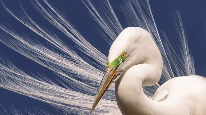 Image: Focus on Birds: A Group Wildlife Photography Show