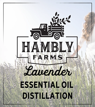 Image: Lavender Essential Oil Distillation