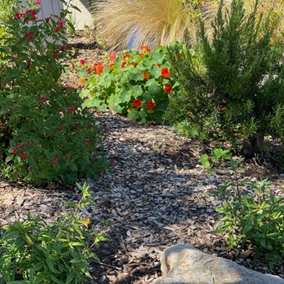 Waterwise Garden at the Los Osos Library