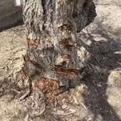 Image: Man admits to killing one of three Santa Maria city trees found dead in June