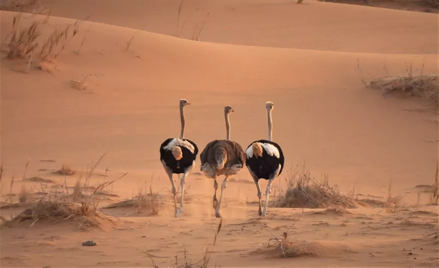 Ostriches of the Namib Desert, Gobabeb, Namibia