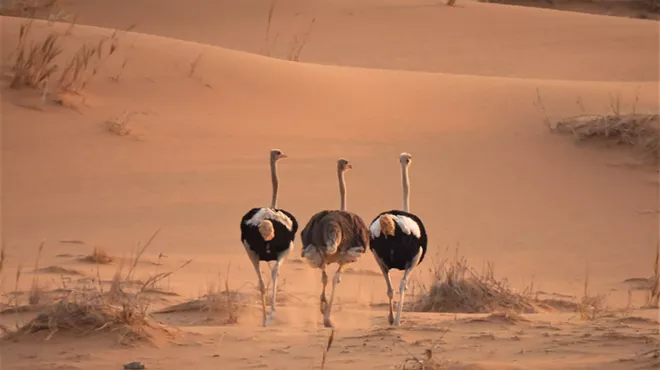 Image: MCAS November Zoom Community Program: Becoming a Birder in South Africa (Presented by Nishanta Rajakaruna)