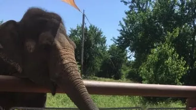 Image: Meet An Amazing Animal Each Week (Live via Zoom)