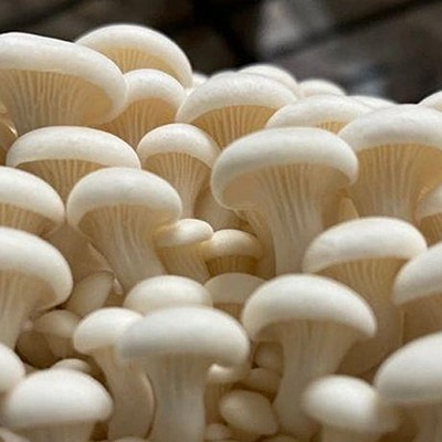 Mighty Cap Mushrooms Tour