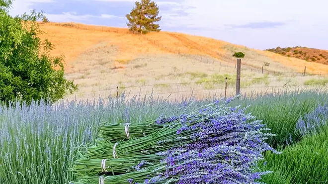 Image: Mother's Day at Hamby Lavender Farm
