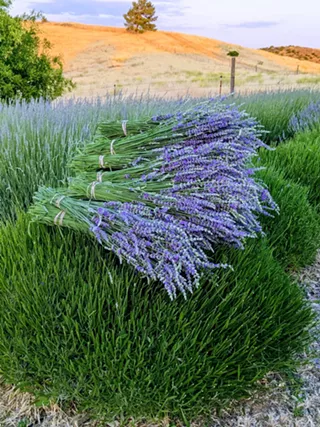 Image: Mother's Day at Hamby Lavender Farm