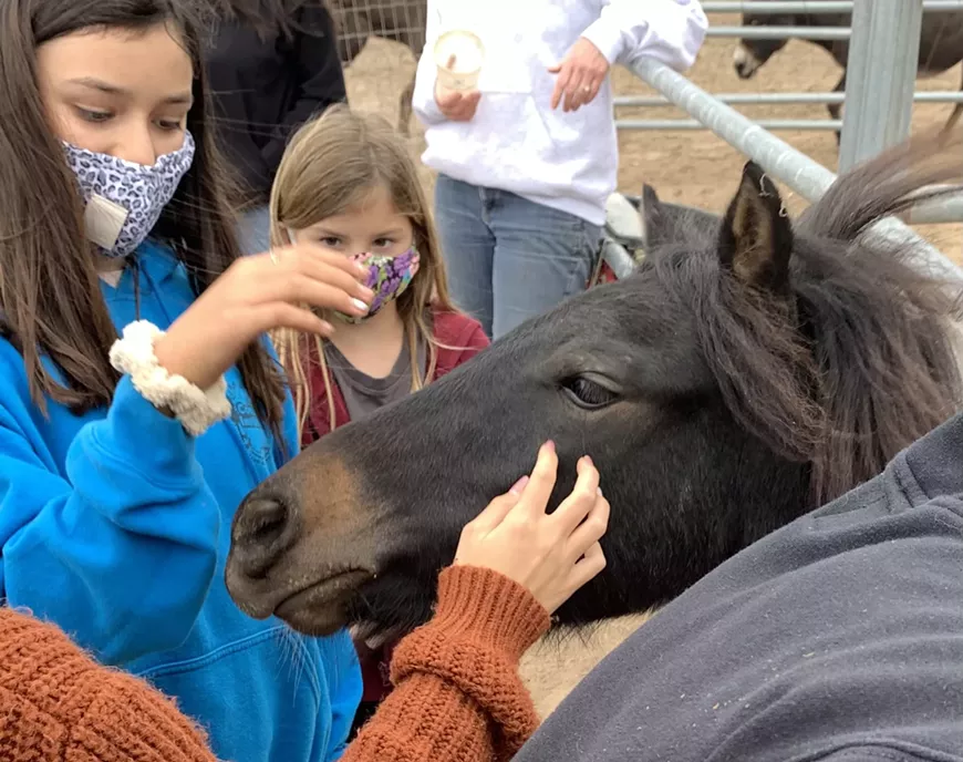 Meet the rescued residents of Greener Pastures Farm Sanctuary