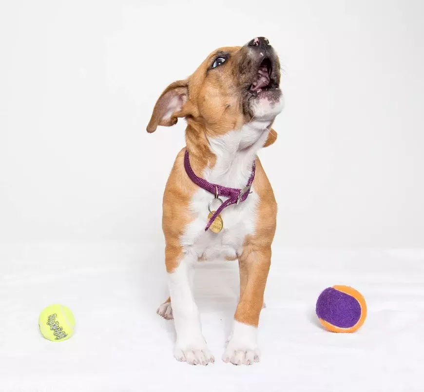 Puppy Social Hour classes are held weekly at Woods Humane Society SLO, on Wednesdays at 10 AM and Saturdays at 9 AM