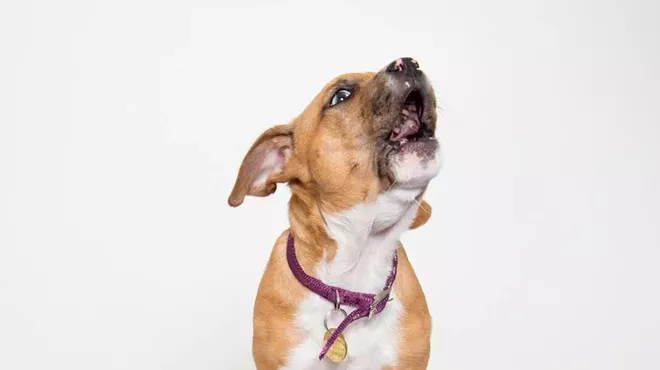 Image: Puppy Social Hour
