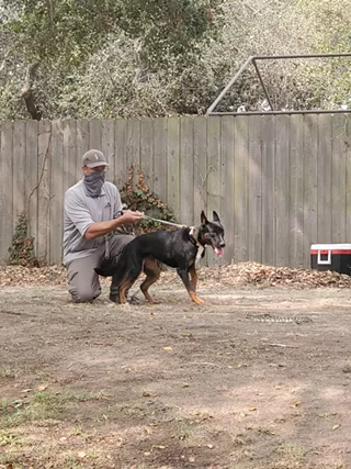 Image: Rattlesnake Aversion Training for Dogs