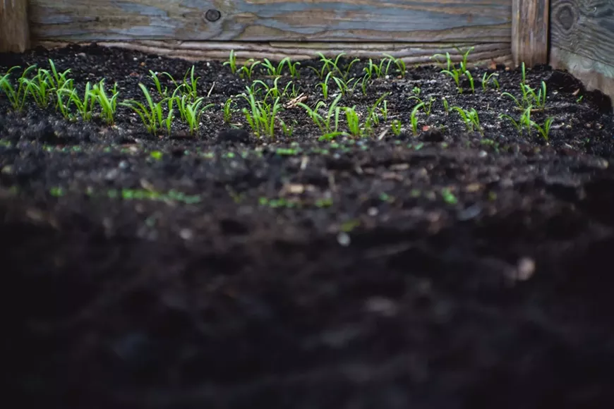 markus-spiske-soil.webp