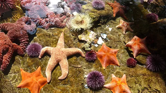 Image: Sea Animals of the Central Coast